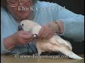 Ellen K. Cook, D. V. M. Harnesses Moluccan Cockatoo