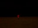 Red Bug for the Toad