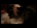 my cat
