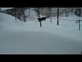 Котикам вот тоже наш снег не нравится! http://www.youtube.com/watch?v=DY7Ow9jXhAA&feature=youtu.be via @youtube