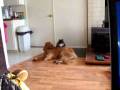 sally and belle need a room 002.MOV