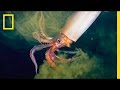 National Geographic Live! - The Amazing Squid