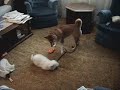 A Bichon Frise(Max)puppy is roughhousing with a 3 year old Shiba Inu in this video.