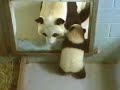 Mei Lan - 