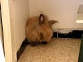 Tchoupi fait sa toilette Tchoupi fait sa toilette