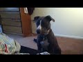 Mugen (Pitbull) Arguing w/ My Husband