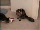 Maine Coon Fun