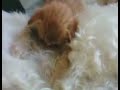 CACHORRA MÃE D GATO!!!!!!! ISSO PODE? CACHORRA MÃE D GATO!!!!!!! ISSO PODE?