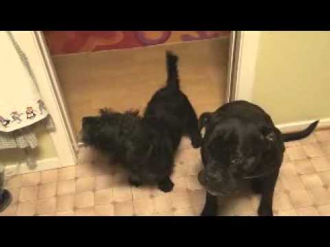cane corso