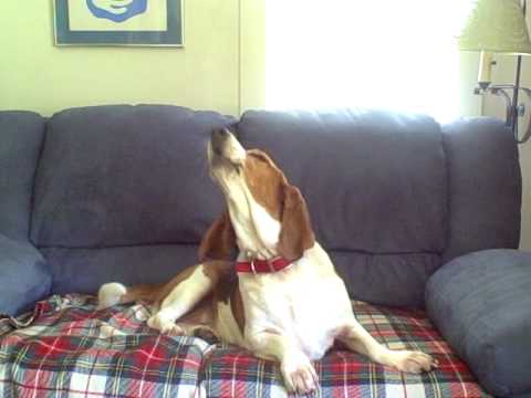 basset hound