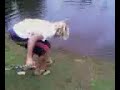 Big tilapia on lake