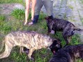 Perro de presa canario dog kanaryjski dogo canario