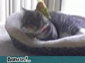 Chat VS perruche