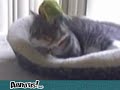 Chat VS perruche