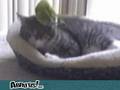 Chat VS perruche