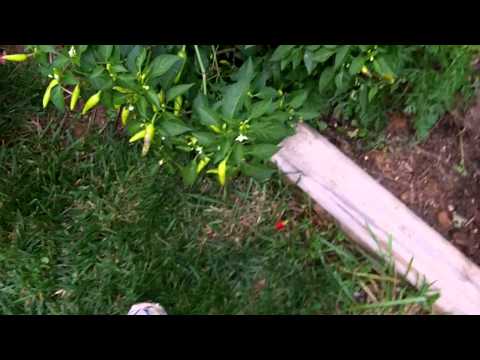 how to harvest chillies