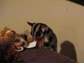 Sugar glider playin around #2
