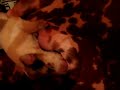 Tana se convierte en mam�