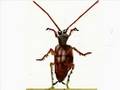 yoyoyo im a roach rappa and your worst nightmare