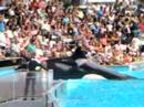 Shamu\ Shamu\