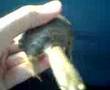 Chinese Soft Shelled Turtle Part 2