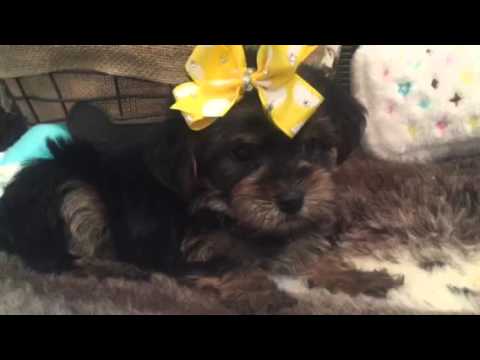 Perfect little pocket pup, Morkie female