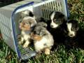 videos de Texas Ti First Day Outside.AVI