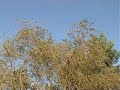 The Weeping Willow