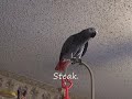 Bird Demands Steak