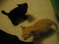 Fostering a litter of six