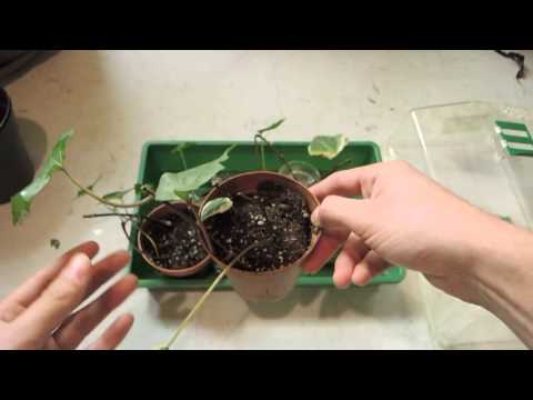 how to transplant boston ivy