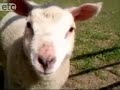 Lentepret met schapen Lentepret met schapen