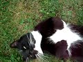 Chester the Tuxedo Cat