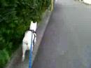 Kishu - Neighborhood dogs Kishu - Neighborhood dogs