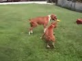 Perros Boxer