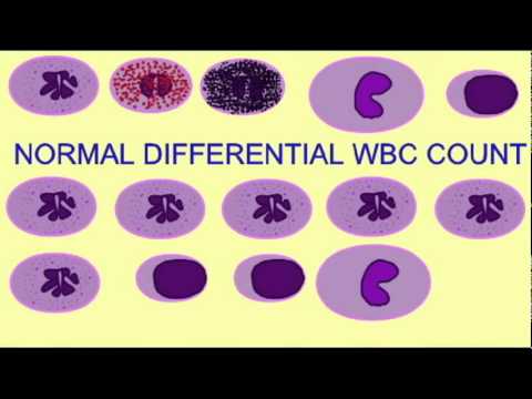 how to perform a manual wbc differential