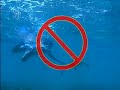 for-the-sea-talking-animals-hawaii-reef-etiquette.html