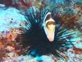 For The Sea - talking animals - Hawaii Reef Etiquette