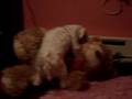 dog humpin a bear