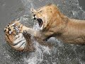 EXTREME ANIMAL FIGHTS (Newest Animal Face-Off)