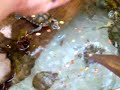 trachemys-eating.html