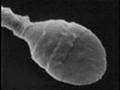 BABY IN SPERM