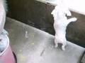 Maltés video