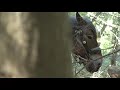 Horse Logging Horse Logging