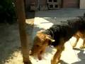 Airedale Terrier video