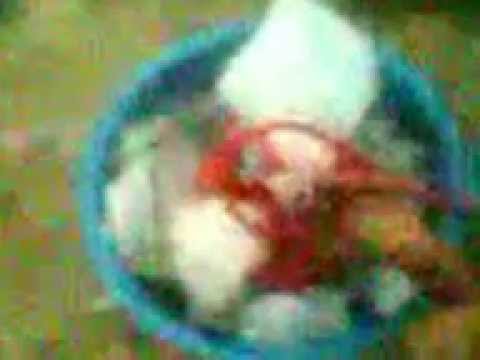 how to fill gobar gas in cylinder