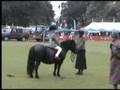Mirkwood Rainsong at Kinross Show