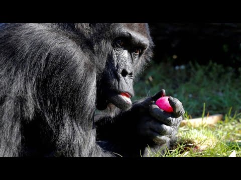 Berlin: Zoobewohner zu Ostern - wenn Gorillas Osterei ...