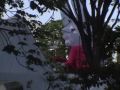 忌野清志郎氏音楽葬:YouTube閲覧数=7,743回