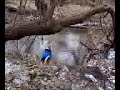 Harry Howling at the creek Harry Howling at the creek